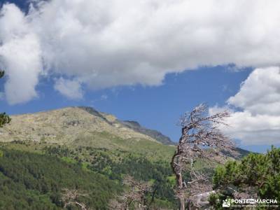 Tejos Rascafría-Valhondillo o Barondillo;reserva natural de muniellos ruta ponton de la oliva las c